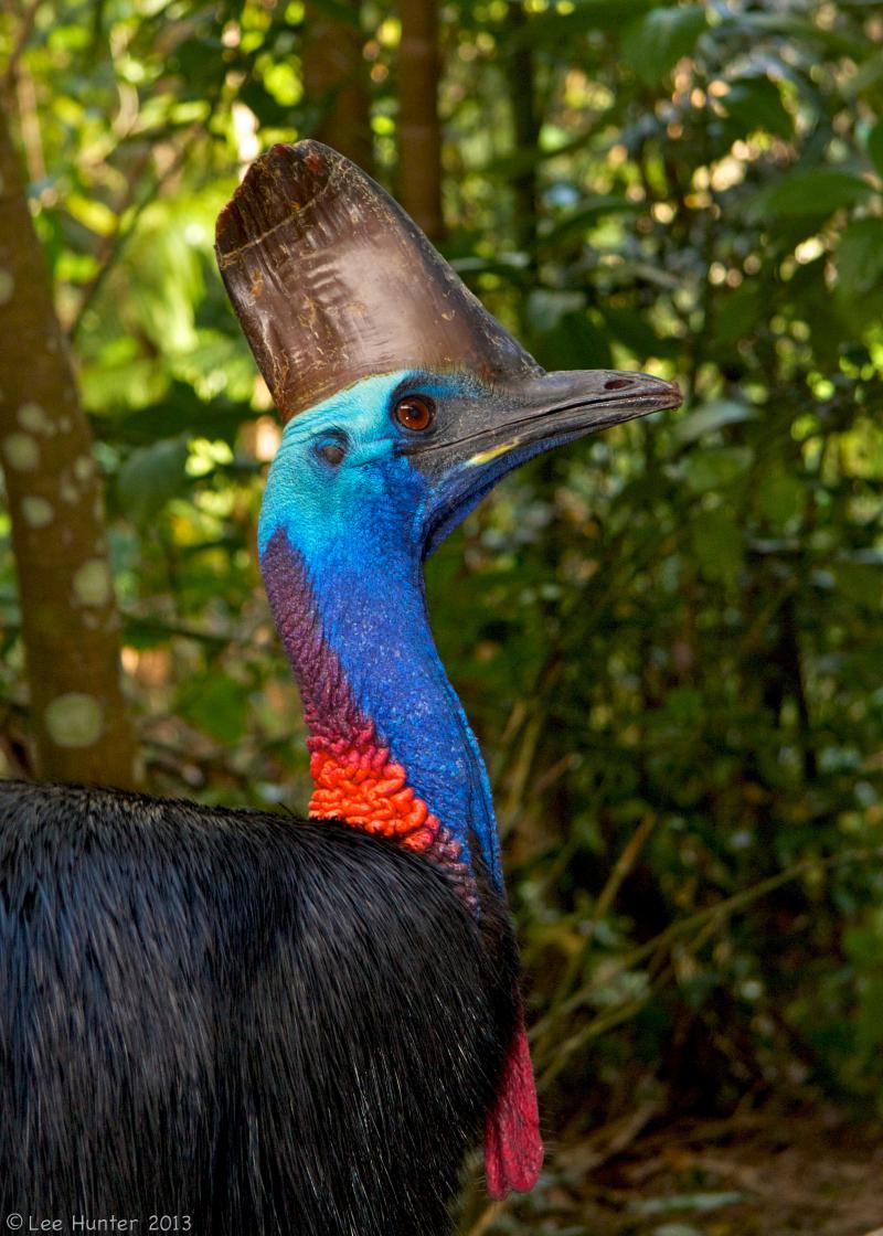 Top 10 of world's most dangerous birds - ViewKick