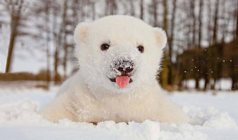 15 Extremely Cute Animals Playing in The Snow For the First Time - ViewKick