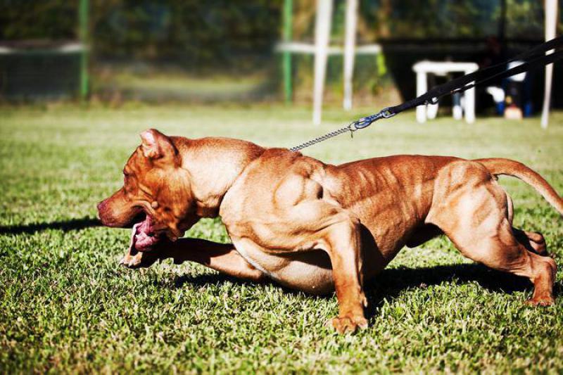 Animals that have spent too much time at the gym - ViewKick
