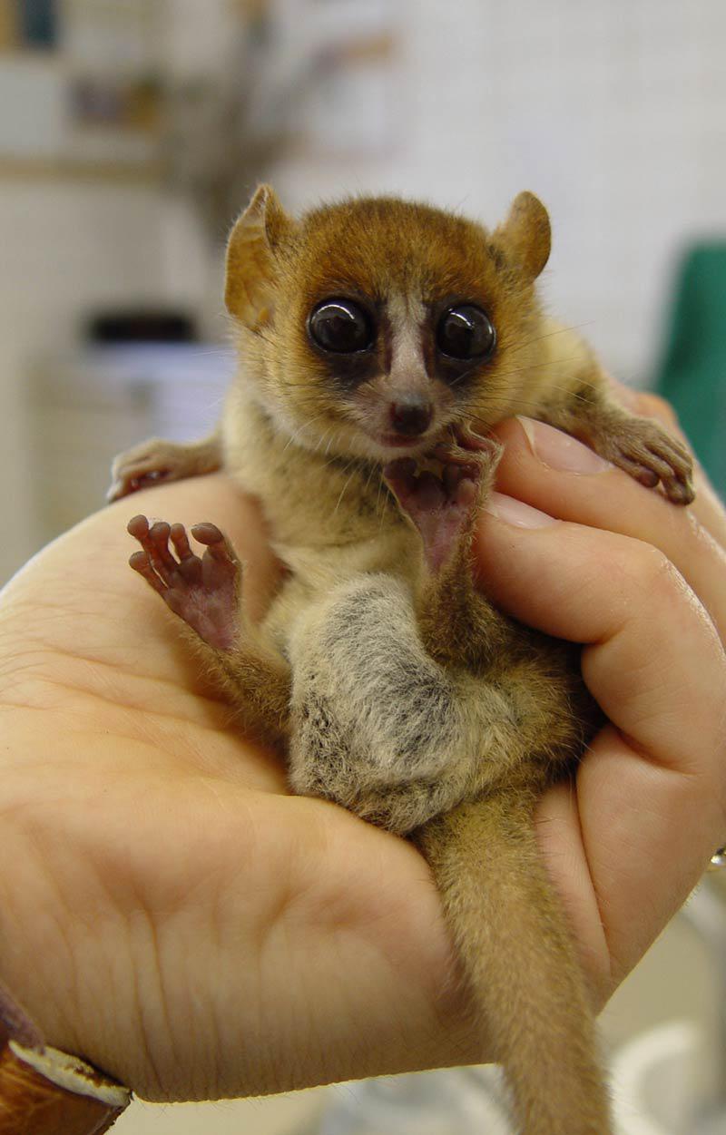 10 Super Cute Lemur Species - ViewKick