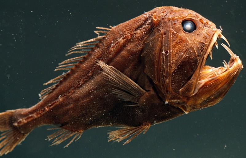 Top 10 Terrifying creatures that live in the deepest and darkest part