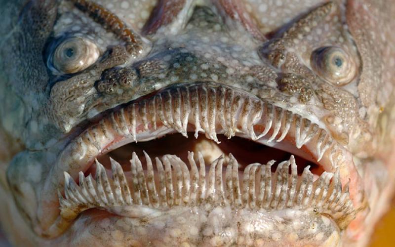 Top 10 Terrifying creatures that live in the deepest and darkest part