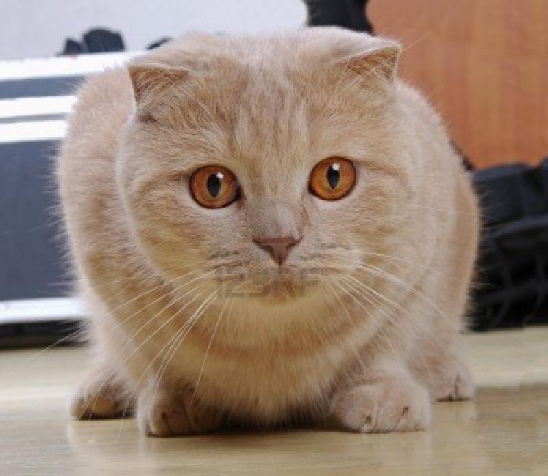 cat breed with small ears