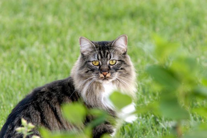 Download The Most Visually Stunning Cat Breeds - ViewKick